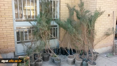 تهیه و کاشت درخت