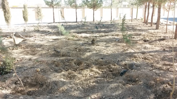 تهیه و کاشت درخت