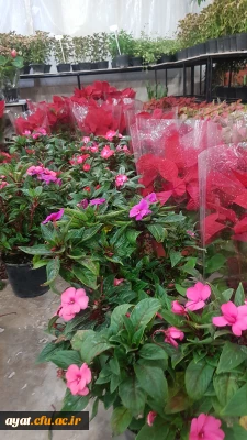 بازدید از نمایشگاه گل و گیاه