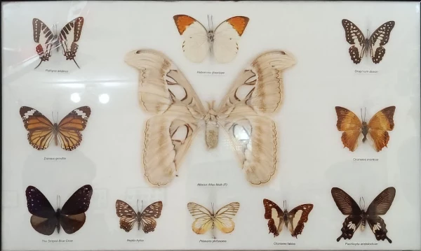 بازدید علمی ـ پژوهشی دانشجویان دانشگاه فرهنگیان شهید آیت نجف آباد از پژوهش سرای دانش آموزی شهید حجتی
 2